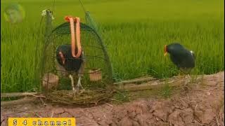 Pikat Ayam Ayaman Di Persawahan #kompilasi PIKAT AYAMAN TERBARU 2022