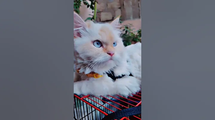 Video 10871271: curious persian cat, persian cat meets, cutest persian cat, cat love