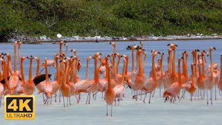 Tauchparadies Bonaire (4K DOKU 2016) by Dive Movies 197,513 views 8 years ago 40 minutes