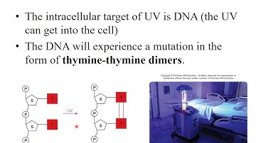 Lab 2-13: Effect of UV Light on Bacterial Growth
