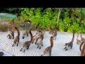 Feeding the coatimundi at the Moon Palace