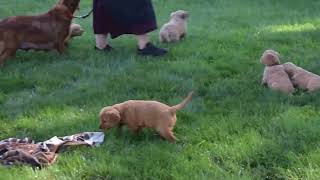 Miniature Golden Retriever Puppies For Sale