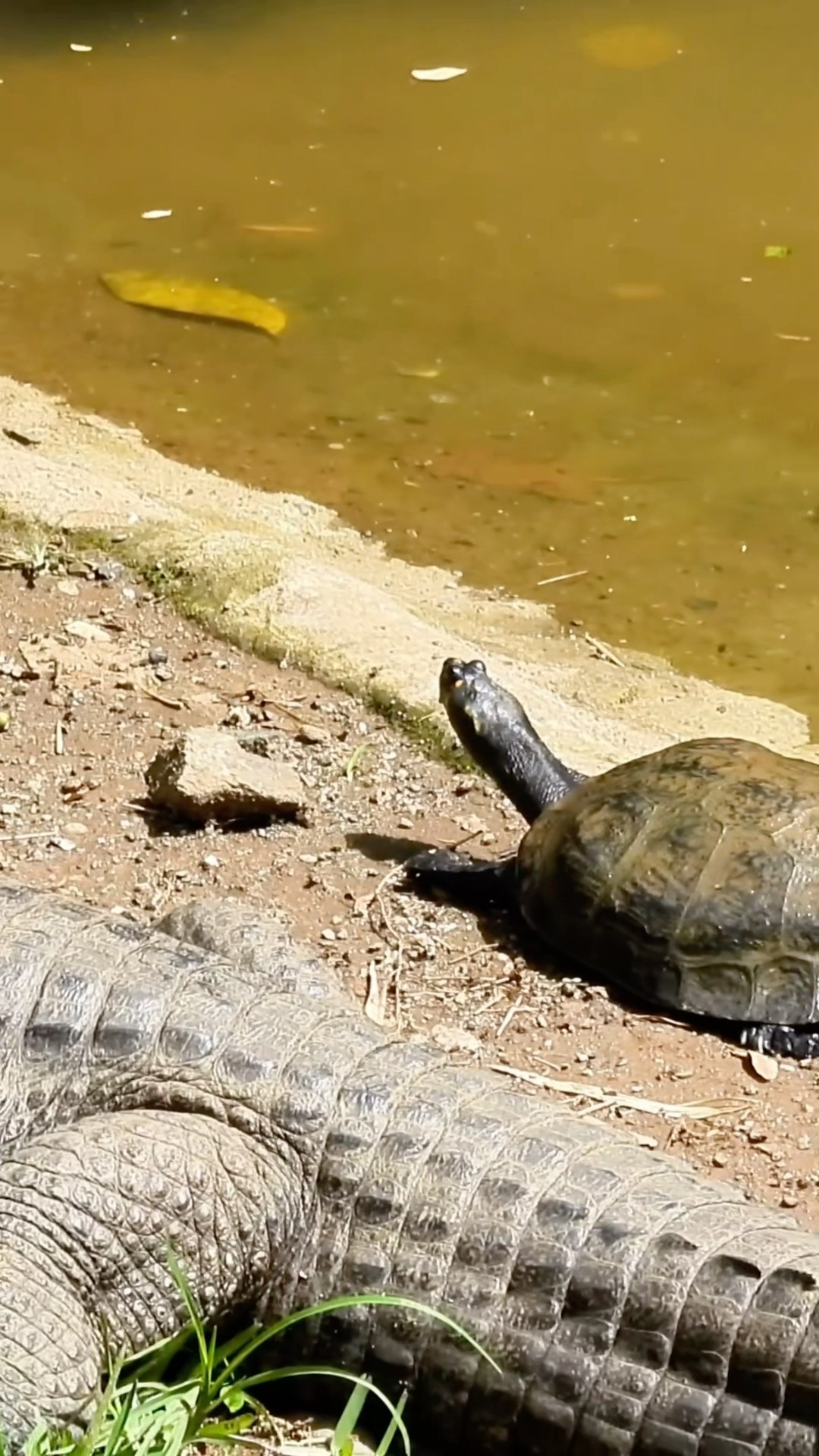 Turtle Looking For Some Fun