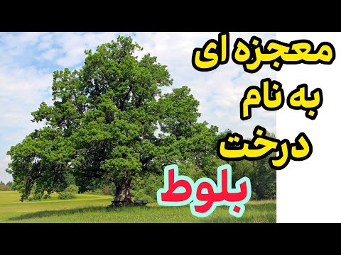 درخت بلوط طبیعت تاریخچه و فواید گسترده ای که باید بدانید