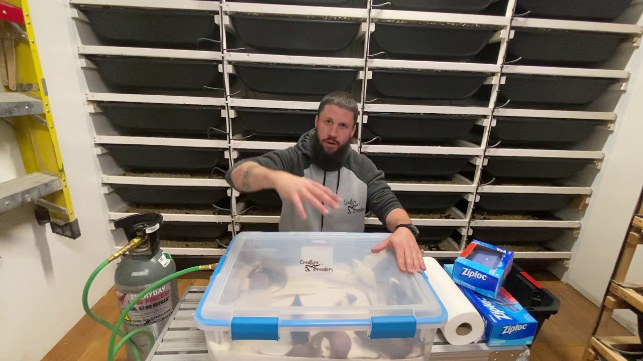 How I Euthanize My Rodents Using A CO2 Process YouTube how-i-euthanize-my-rodents-using-a-co2-process-youtube