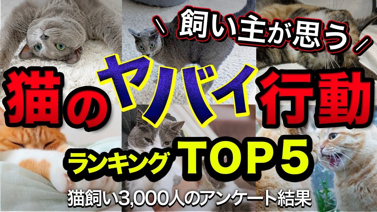 【対処法あり】夜や朝方の大運動会を放置しているとヤバイです