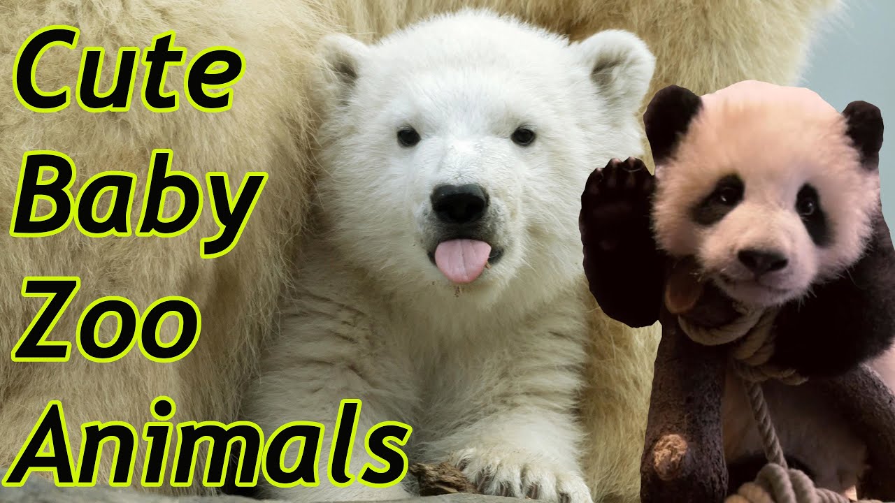 Visit these cute animals in the zoo To brighten your day