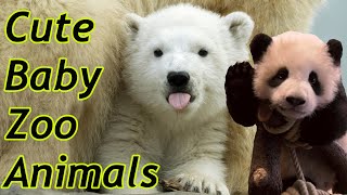 Cute Baby Zoo Animals Of The Month February 2020 - YouTube