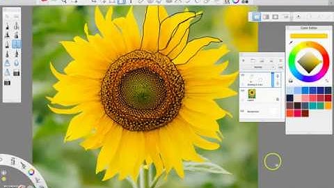 Sunflower Digital Illustration using Autodesk Sketchbook