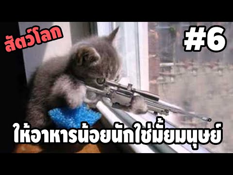 Ep.6 สัตว์โลกกวนตีน - [ พากย์นรก ] | easy boy
