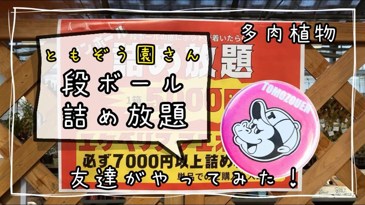 Tomozouen's cardboard box full of succulents! - YouTube