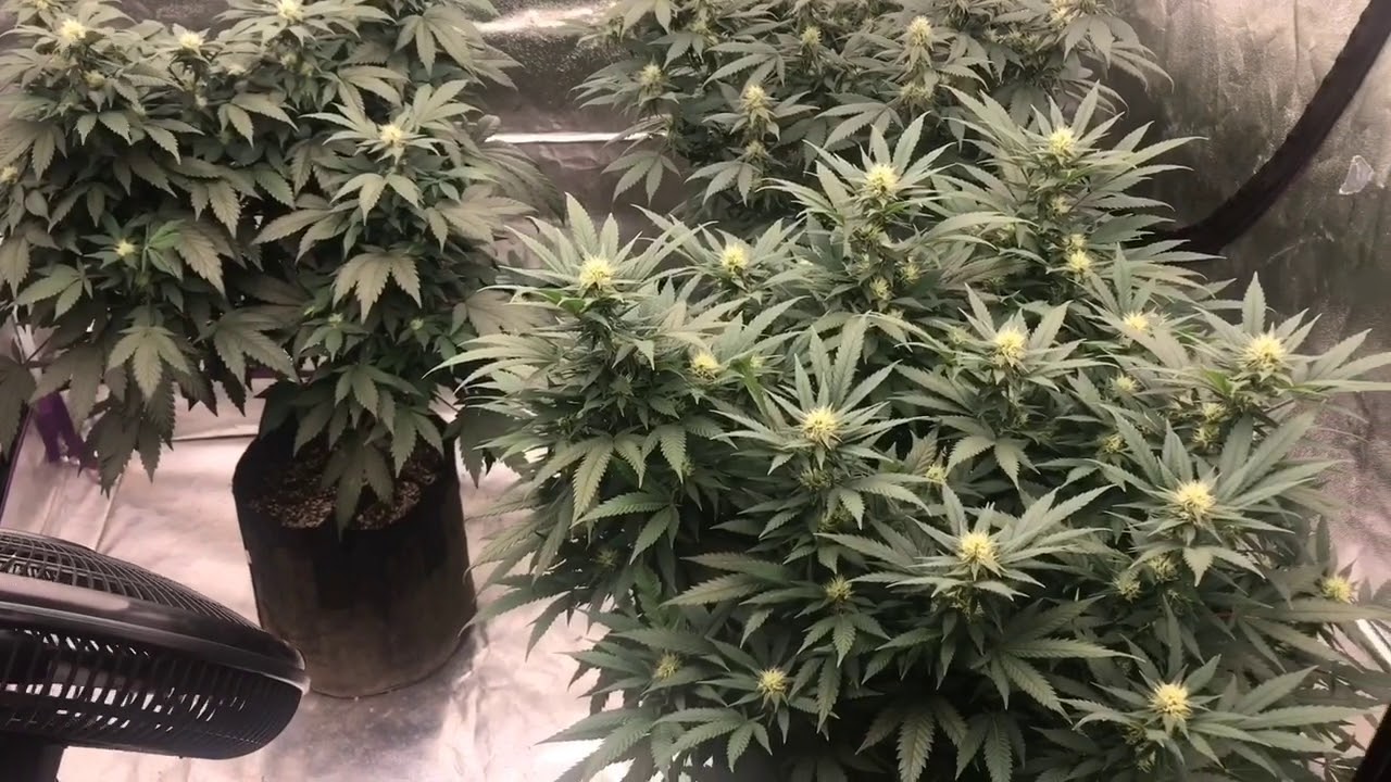 Progrowtech EV700 vs DIY light- light vs light update 3