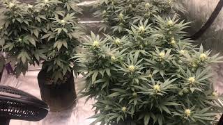 Progrowtech Ev700 Vs Diy Light- Light Vs Light Update 3