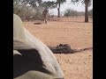 Seriously close lion encounter on foot!!