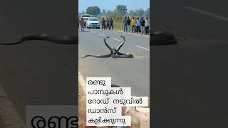 #snake