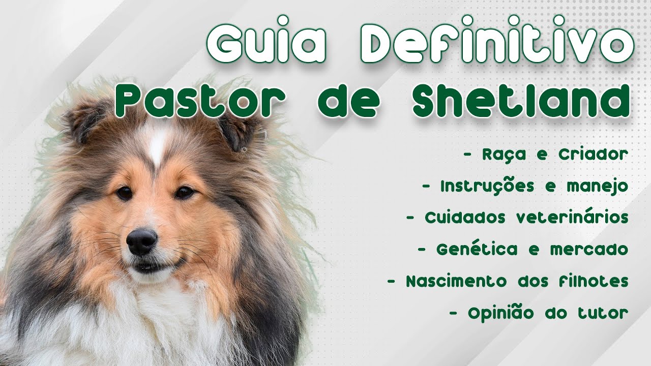 Pastor-de-shetland - Raças de Cães