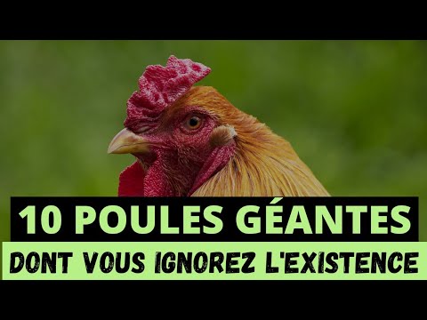 Vidéo: Les poulets bruns lohmann sont-ils amicaux ?