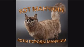 Кот Манчкин: коты породы Манчкин Кот Манчкин: коты породы Манчкин