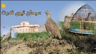 grey Francolin family videos#best food birds in jungle#partridgecall #wildlife #pakshi #forsale