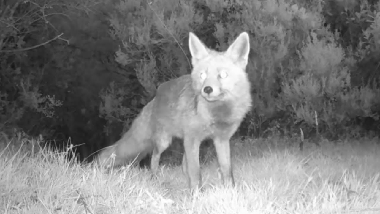 Zorro (vulpes vulpes) huye al detectar la cámara, adentrándose en la espesura (664).