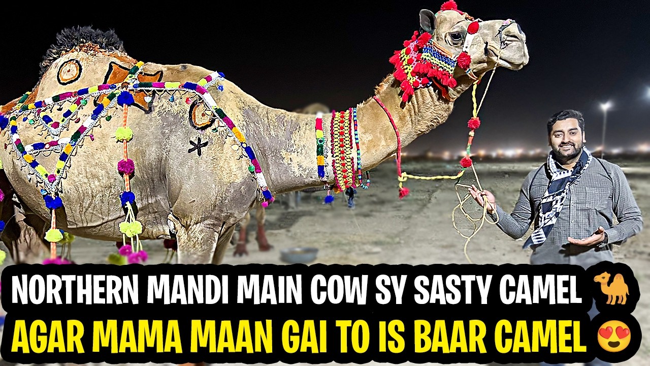 Northern Mandi Main Cow Sy Sasty Camel🐪 | 220 Ka VIP Camel Dekh Kar Dil ...