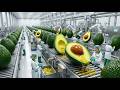🥑Inside a Modern Avocado Oil Factory: How Avocado Cooking Oil Is Made 🥑 (Full Factory Process)
