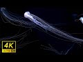 Bubble Sounds × Healing BGM｜Gracefully Drifting Jellyfish【4K Ultra HD】