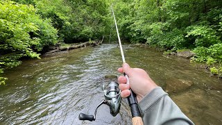 Small Creek TROUT Fishing with Inline Spinners (Brown &amp; Rainbow)