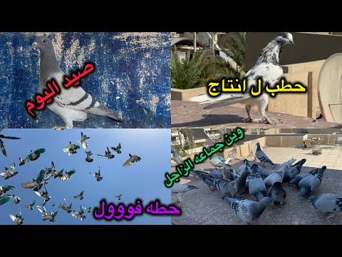 صيد اليوم مال نادي طلع الحباري جاهزه للقتال