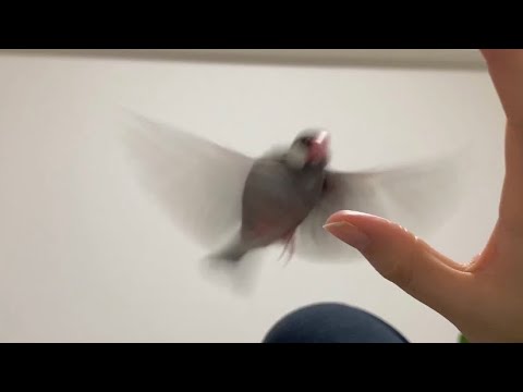 待ってましたと言わんばかりに手に飛び乗ってくる文鳥　あずき　java sparrow