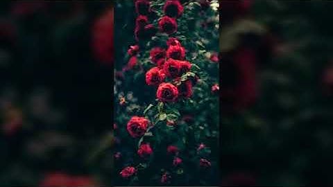 سورة الانعام الشيخ ياسر الدوسري( 6)