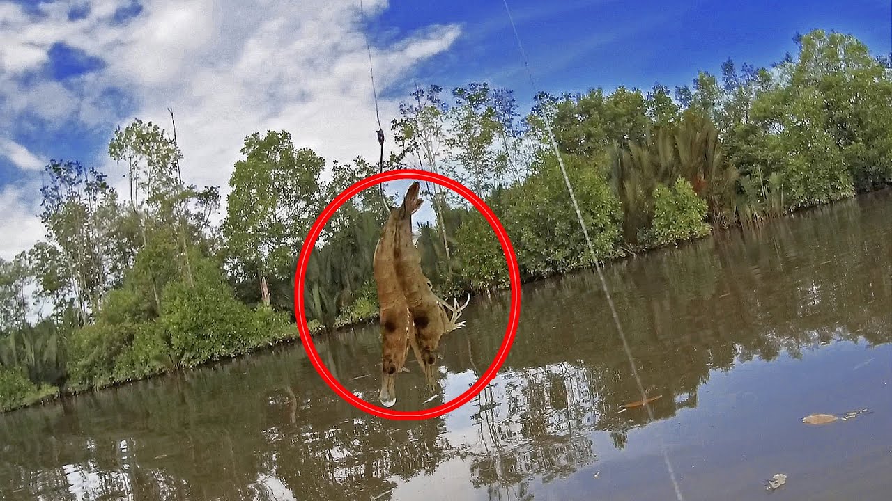 1 kail 2 udang !! auto dapat banyak ikan