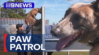 Sydneys New 7.2 Million Police Dog Unit Facility 9 News Australia