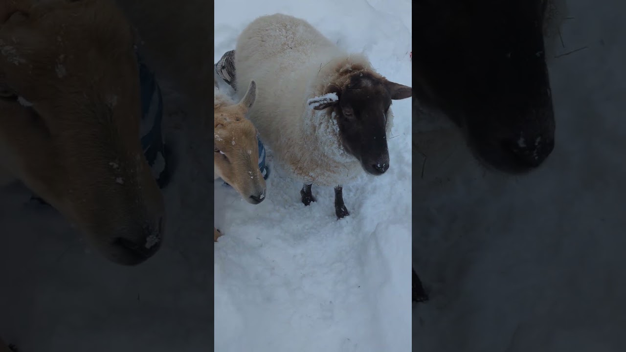 Escaped sheep again! #bad #sheep #animals #princeedwardcounty #snow #cute #funny #pets #birds #storm