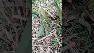 Восстановление юкки. #сад #garden #дача #юкка #реанимация #gardening #nature #цветы #мир #flora