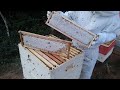 Colheita de mel / honey harvest