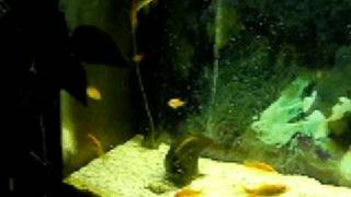 Longest goldfish turd ever!