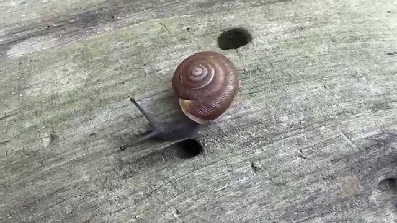 Triodopsis species (undescribed) Snail