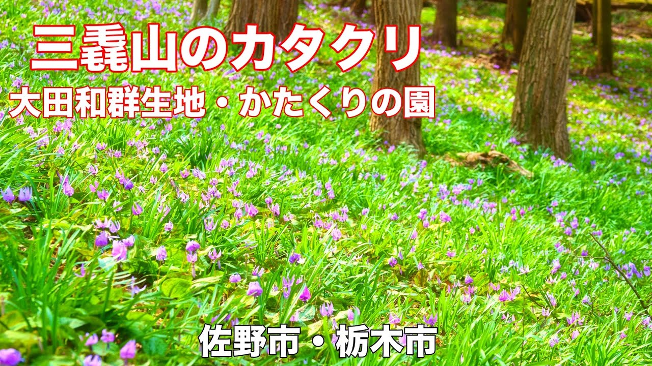 【新・花の百名山】4K カタクリの花が見頃の【三毳山】お花見ハイキング！栃木県佐野市・栃木市