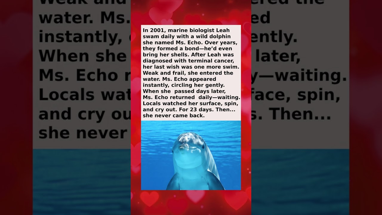 🐬 The Dolphin Kept Coming Back… Then One Day, He Stopped 🫢