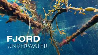Fjord underwater