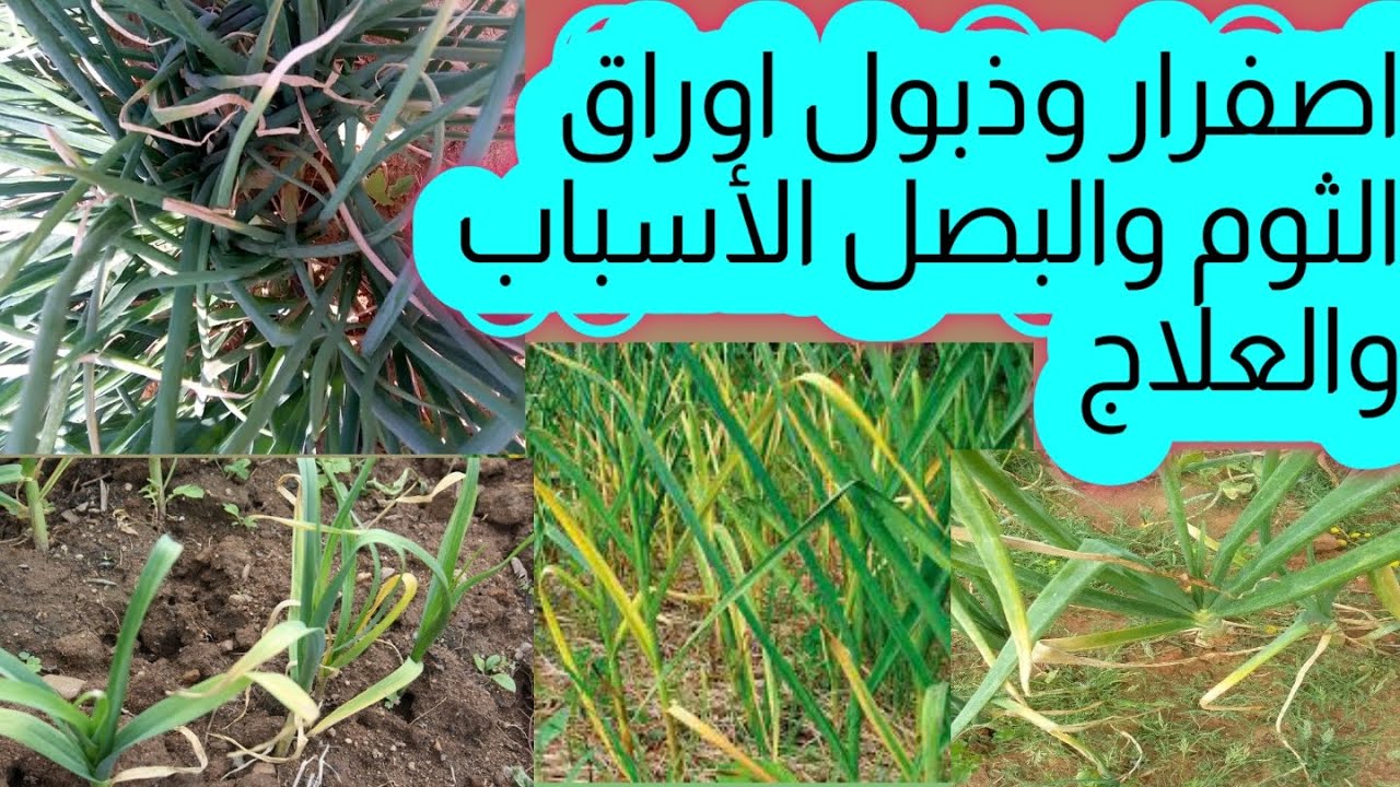 اسباب اصفرار اوراق الثوم والبصل وكيفية العلاج حصريا علي قناة الزواوي الزراعية