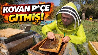 Arıcıların Kabusu Kovan Pçe Gitmiş