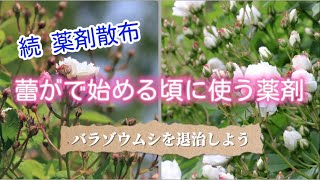 続薬剤散布 蕾が出始める頃に使う薬剤 バラゾウムシを退治しよう Youtube