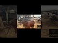 Karim Cattle Farm Brahman Kids MashaAllah #cattleworld #armaani #bull #eiduladha2025 #cattlefarm
