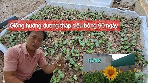 Hướng dương tháp 90 lứa ươm cho nhà vườn miền bắc 29/9 tết 2026