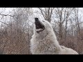 All 50 Wolves Howl at WCC πΊ
