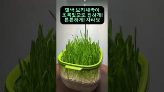 #와디즈펀딩 #코아싹#sprouts #ledlights#catgrass