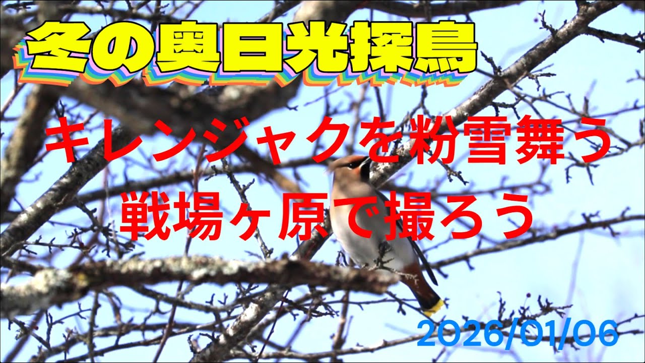 冬の奥日光探鳥　キレンジャクを粉雪舞う戦場ヶ原で撮ろう　きせつの風　2026/01/06
