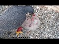 ~UC Berkeley Peregrine Falcon Nest - Sokoły wędrowne - Karmienie maluszków~